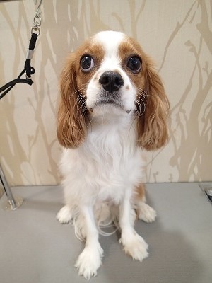 『初シャンプー。頑張ります!』