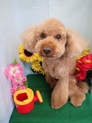 『今日もスッキリ☆かるくなったー!』