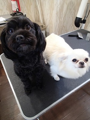 『今日はプレオルームで遊べないの?』