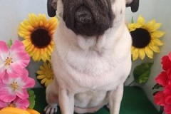 『今日もサラサラ♪』