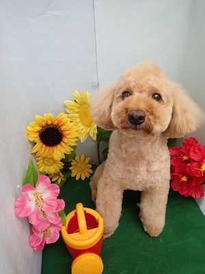 『どう?似合ってるかな?』