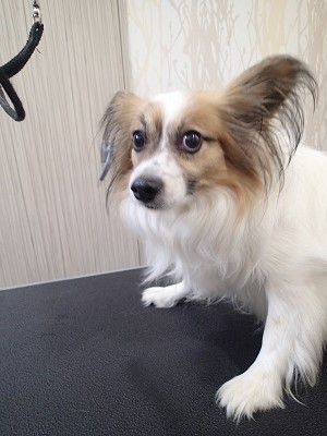 『バッサリお願いします』