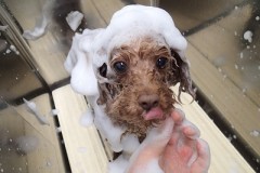 ポッキーくんシャンプー中