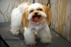 トリミングサロン休暇日のお知らせ