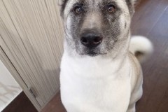 『それ！くれるのよね？』