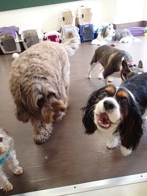 『今日はいっぱいだねーー!』