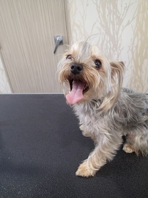 『今回はカットで!』