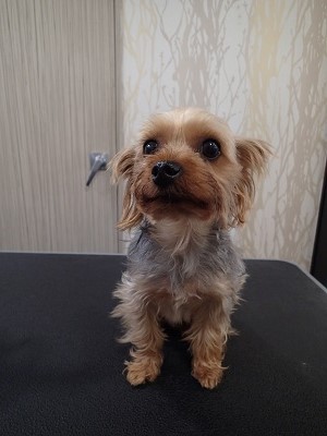 『暑いんで前と同じでね!』