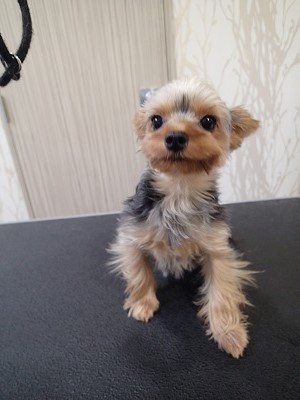 『耳もサッパリしてもらいなさいって!』