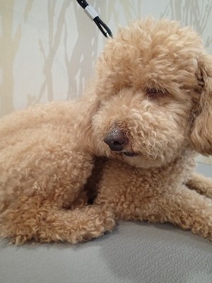 『寝起きなんだよね～…』