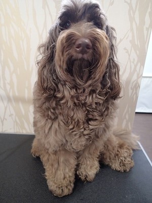 『またできちゃったってママが言ってました…』