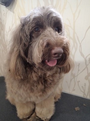 『しっかり毛玉も取ってもらえました！』