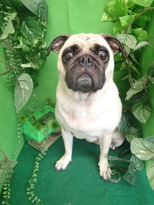 『今日もシワのとこもスッキリ☆』