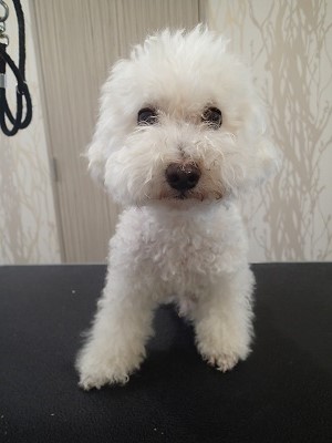 『ボクも真っ白に!』