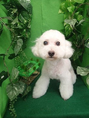 『ふわっふわでしょ』