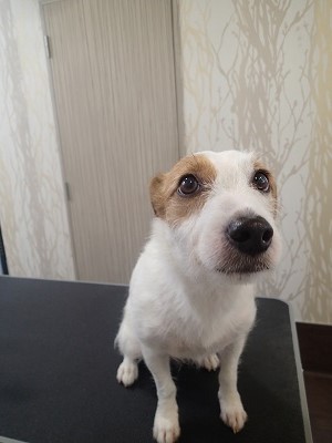 『山行ってきたから』