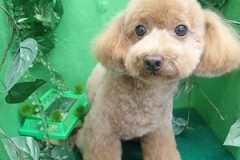 『ふわっふわ♪』