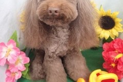 『ふわっふわになりました♪』