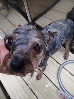 『これでツヤツヤ♪』