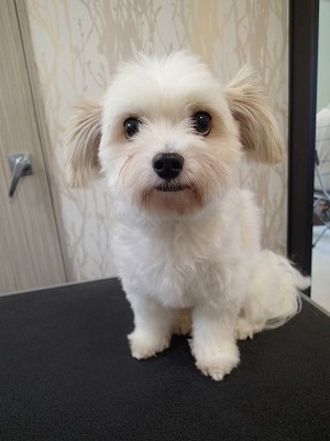 『明日朝すぐ来るんだもんね！準備しとかなきゃ！！』