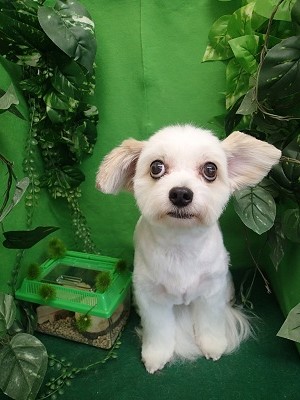 『明日まで待ち遠しいな！』