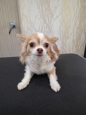 『今日はシャンプーコースで！』