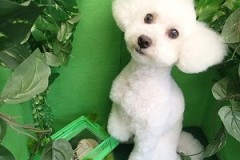 『ソフトモヒカン、どうかなぁ？』