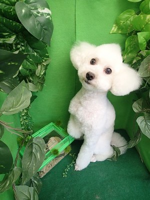 『ソフトモヒカン、どうかなぁ？』