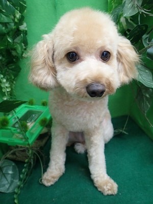 『バッサリ軽くなりました！』