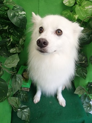 『真っ白サラサラ！』