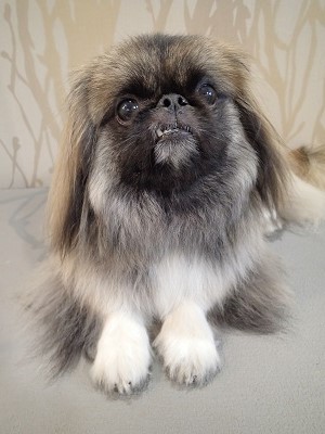 『いつも通りお願いね！』