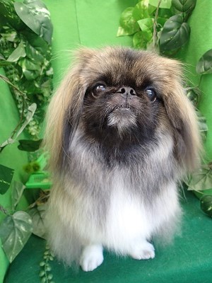 『今日もふわっとさらさら♪』