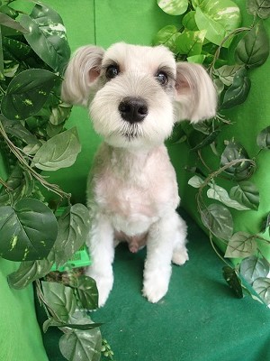 『サラサラに仕上げてもらえました！』