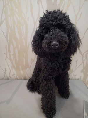 『もうすぐ誕生日！キレイにしてください！！』