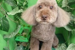 『ふわっふわんいしてもらいました！』