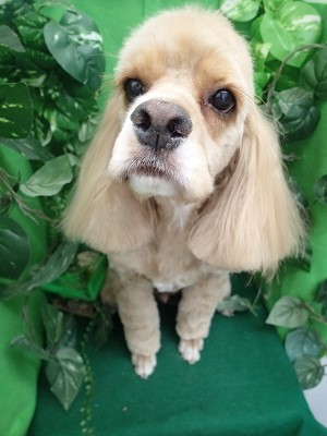 『スッキリしたー！』