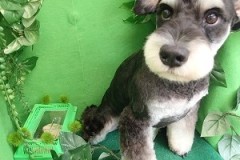 『今日もモヒカンが決まったよ』