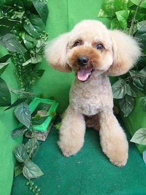 『スッキリふわふわ！』