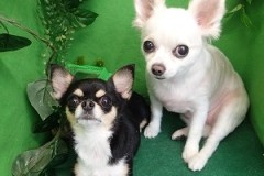 『全身スッキリ☆口の中もさわやか♪』