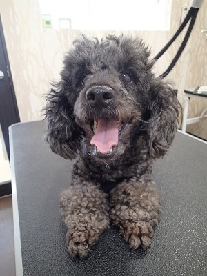 『短くスッキリしてください♪』