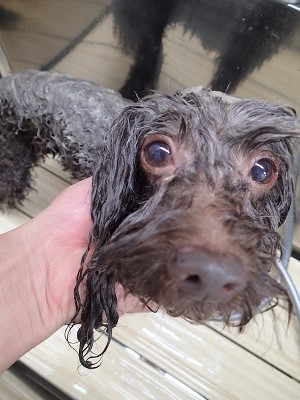 『ママに会う前に綺麗にしとかなきゃ！』