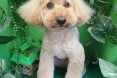 『今回はハッキリとしたモヒカン♪』