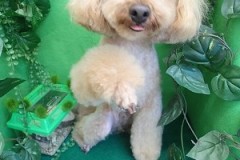 『そのおやつちょーだい！！』