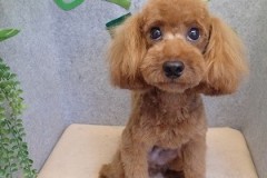 『サッパリカットしてもらいました♪』