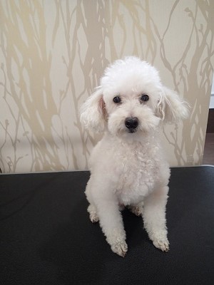 『いつもみたいに短くしてね！』