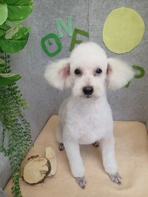 『今日もスッキリ♪』