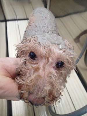 『しっとり～♪』