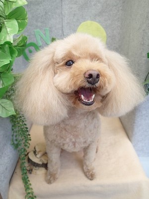 『よく見えるようになった～♪』