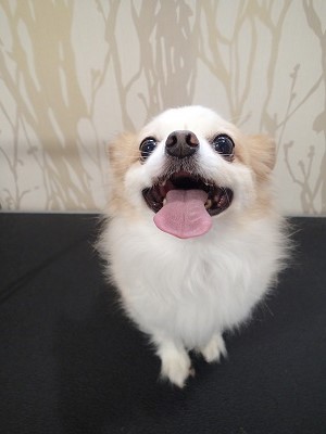 『整えて可愛くしてね！』