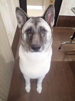 『真っ白になったよ♪』